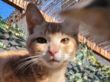 Mimosa, chaton à adopter