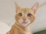 Mimosa, chaton à adopter