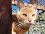 Mimosa, chaton à adopter