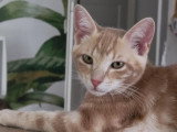Mimosa, chaton à adopter