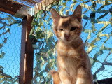 Mimosa, chaton à adopter