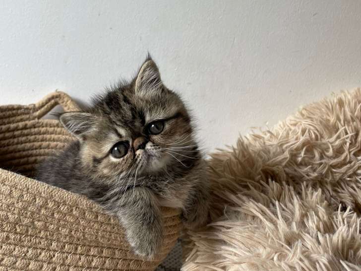 Chatons Exotic Shorthair et Persan LOOF à vendre