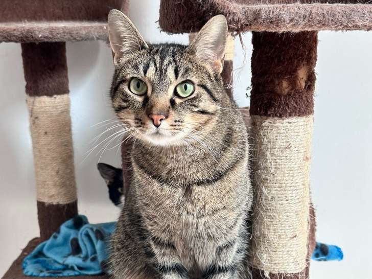 Uno, chat tigré de 2 ans à adopter