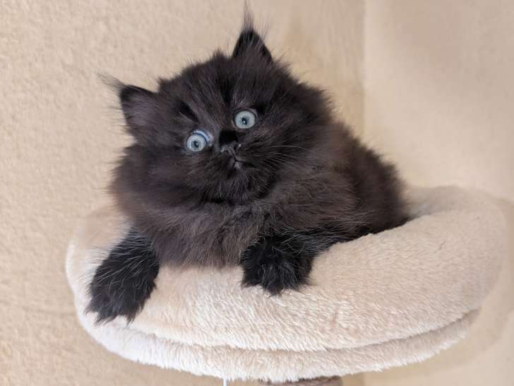Chaton Highland à vendre