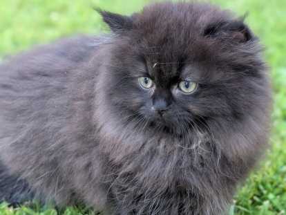 Chaton Highland