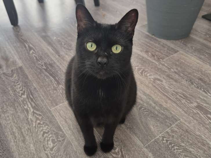 Naïka
