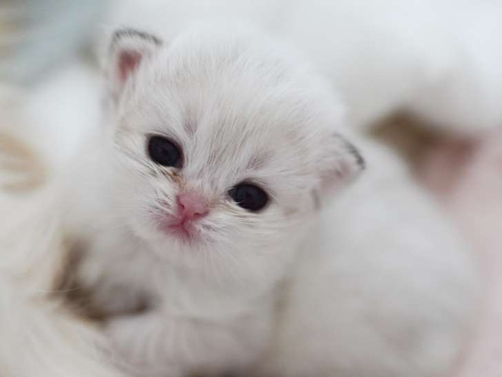 Magnifiques chatonnes British Longhair golden à vendre