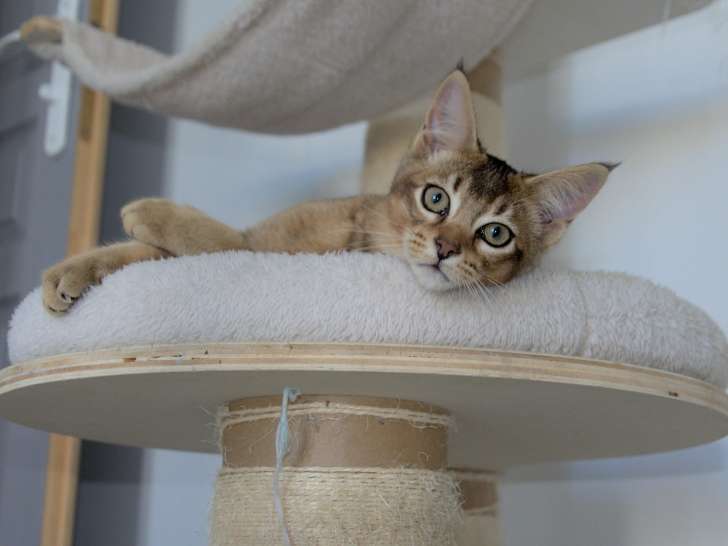 Chatons Caracat à naître