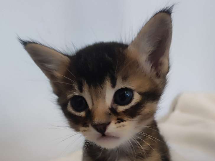 Chatons Caracat
