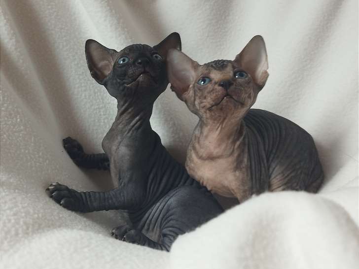Anarchie et Apocalypse, chatonnes Sphynx LOOF à vendre