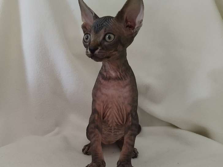 Anarchie et Apocalypse, chatonnes Sphynx LOOF à vendre