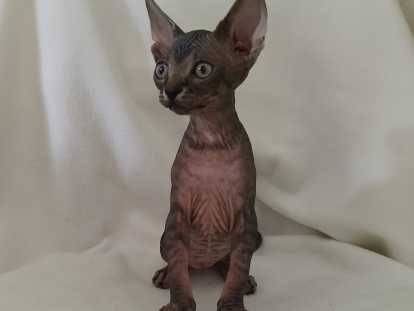 Anarchie et Apocalypse, chatonnes Sphynx LOOF à vendre