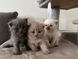 Magnifiques Chatons Scottish Fold et British Shorthair LOOF à vendre