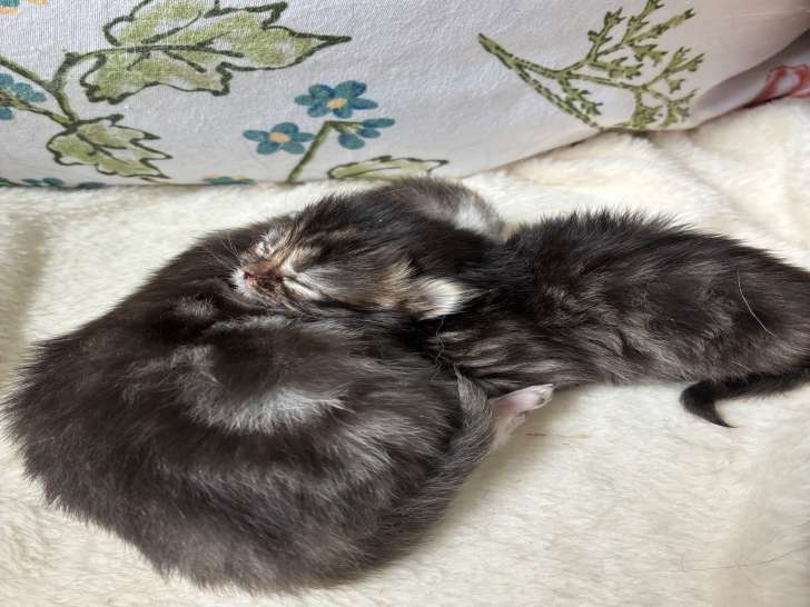 Chatons de type Persan à réserver