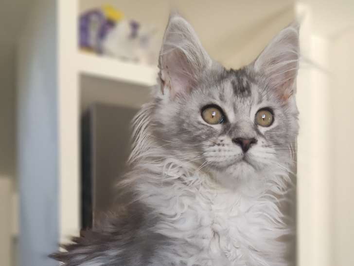 Chatonne Maine coon LOOF à vendre