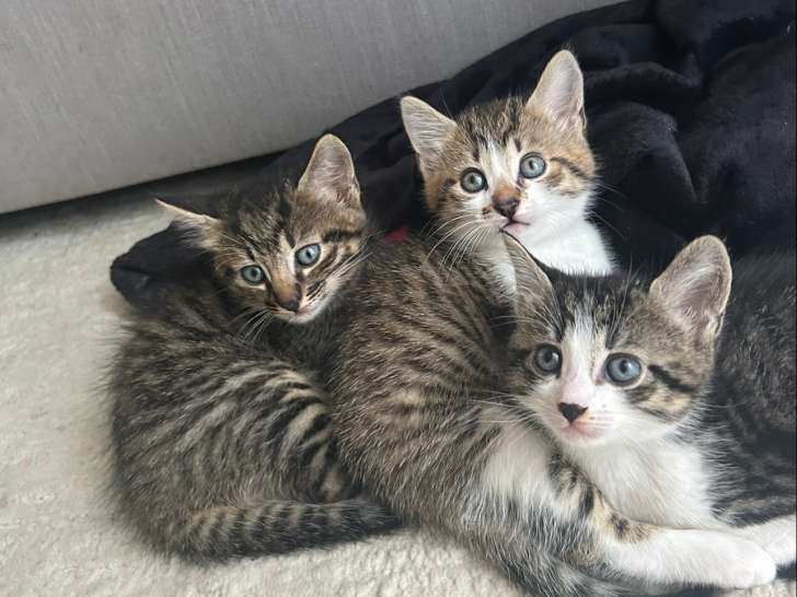 Tigrou le mal, dolce qui est beige et blanche et perla qui est plus menu que les autre en grise et blanche