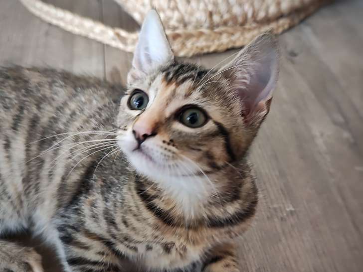 4 chatons à adopter