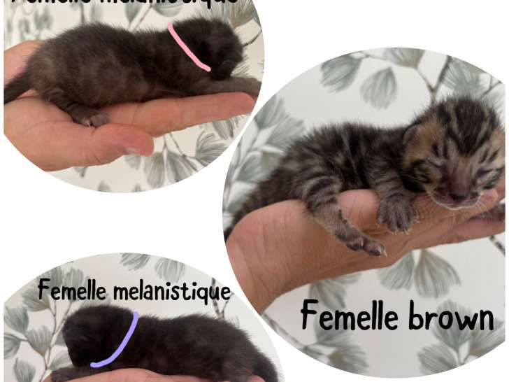Chatonnes Bengal LOOF de couleur rare à vendre