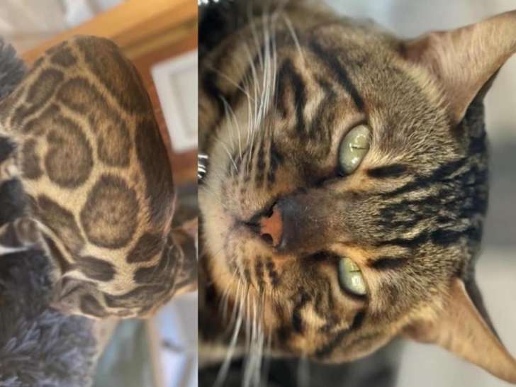 Chatons Bengal brown LOOF à vendre