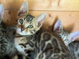 Chatons Bengal brown LOOF à vendre