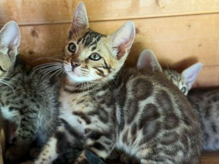 Chatons Bengal brown LOOF à vendre
