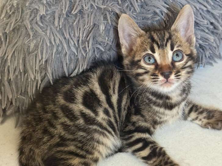 Femelle Bengal brown porteuse de charcoal à vendre