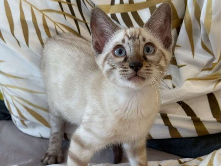 Femelle Bengal brown porteuse de charcoal à vendre