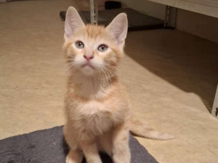 Oliver, chaton à adopter