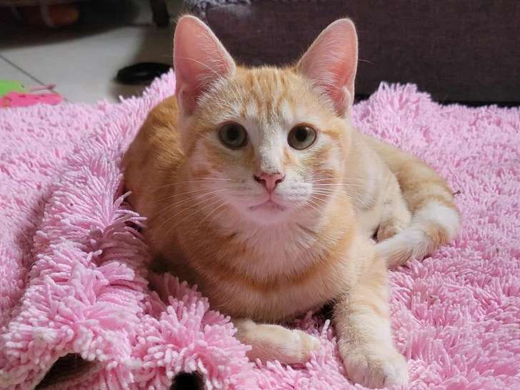 Oliver, chaton à adopter