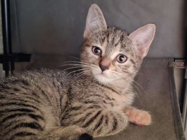 Kiwi, chatonne à adopter