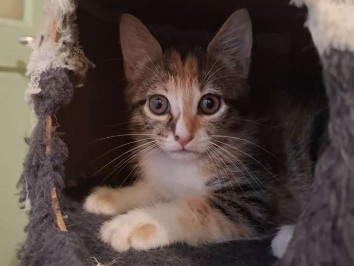 Cookie, chatonne à adopter