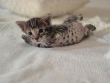 Magnifiques chatons Savannah F6 à vendre