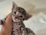 Magnifiques chatons Savannah F6 à vendre