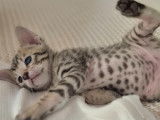 Magnifiques chatons Savannah F6 à vendre