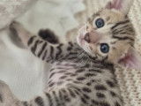 Magnifiques chatons Savannah F6 à vendre