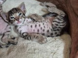 Magnifiques chatons Savannah F6 à vendre