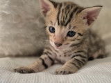 Magnifiques chatons Savannah F6 à vendre