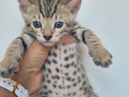 Magnifiques chatons Savannah F6 à vendre