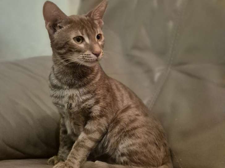 Magnifique femelle Savannah F6 à vendre