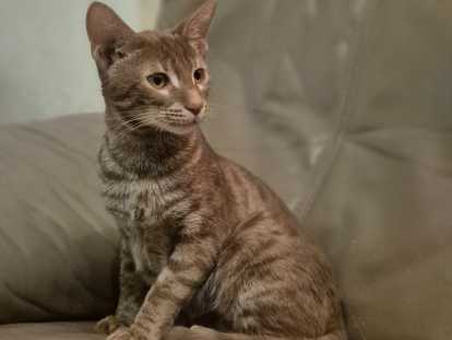 Magnifique femelle Savannah F6 à vendre