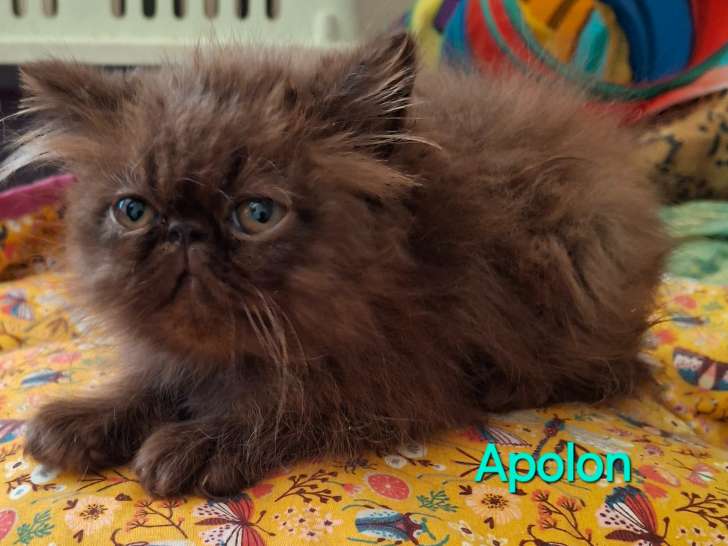 Chaton de race Persan mâle à vendre