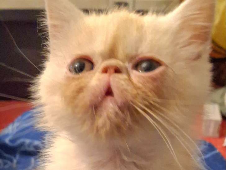 Chaton de race Exotic Shorthair à vendre