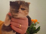 Chaton de race Exotic Shorthair à vendre
