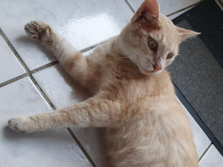 Jeune chat (entre 6 mois et 1 an) à adopter