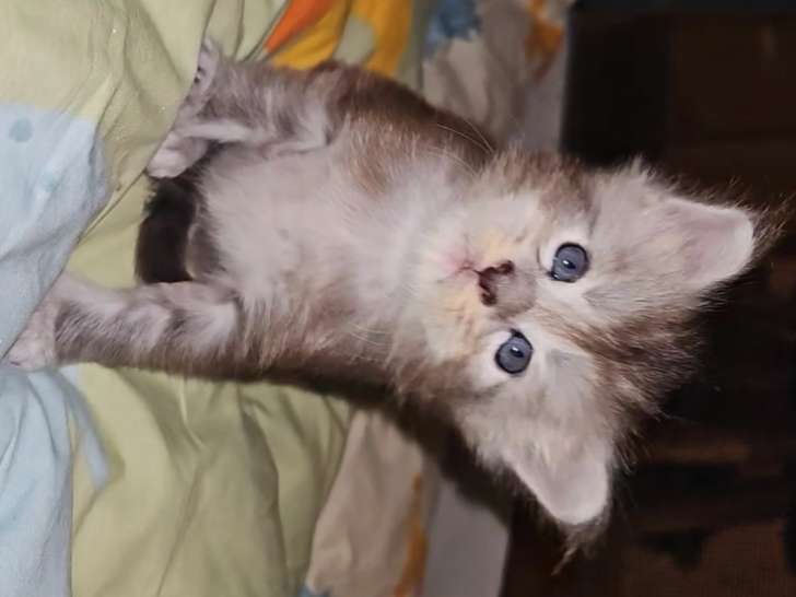 Chatons Maine Coon à réserver