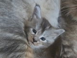 Chatons Maine Coon à réserver