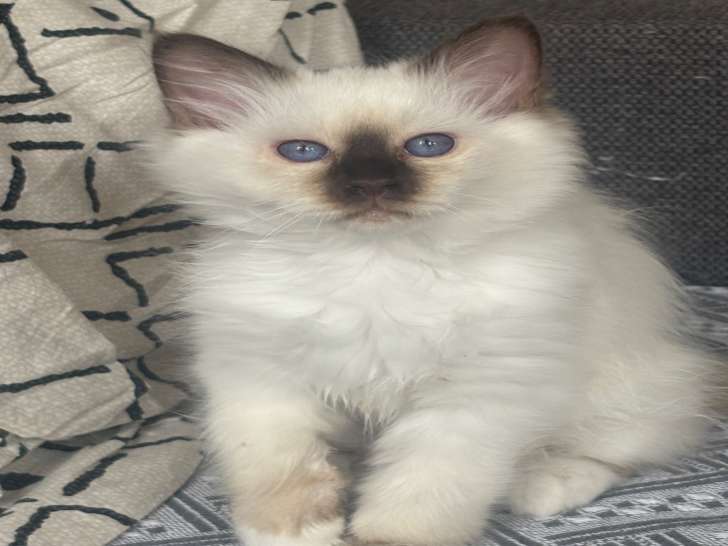 Chatons mâles Sacré de Birmanie chocolat à vendre