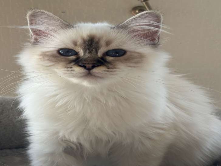 Femelle Sacré de Birmanie seal tabby à vendre