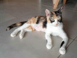 Choupette
