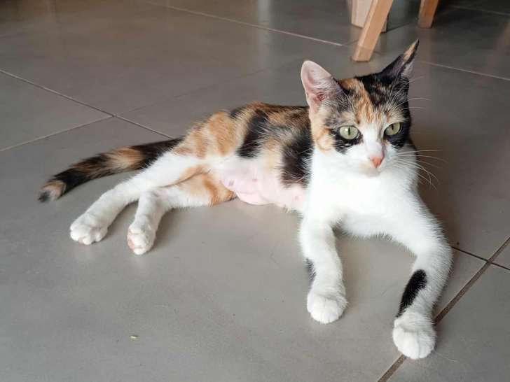 Choupette